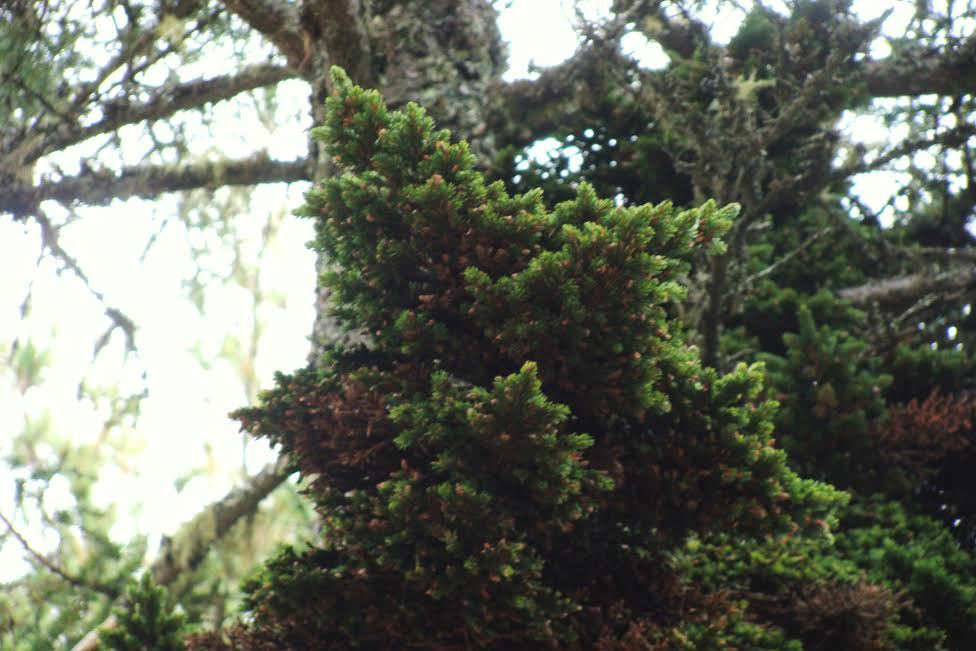Picea rubens