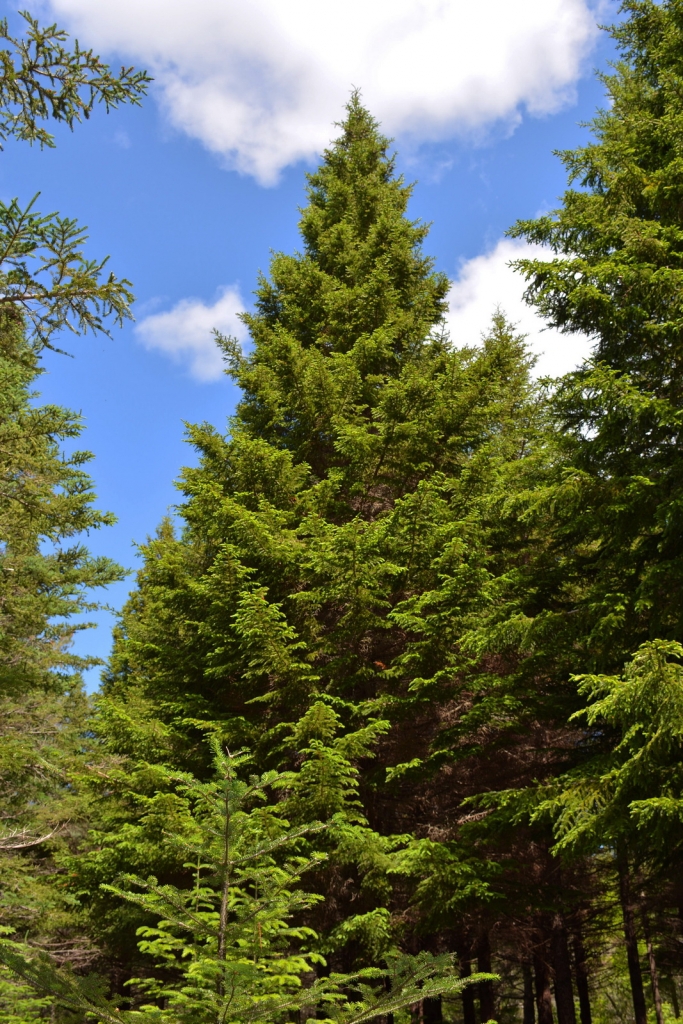 Picea rubens
