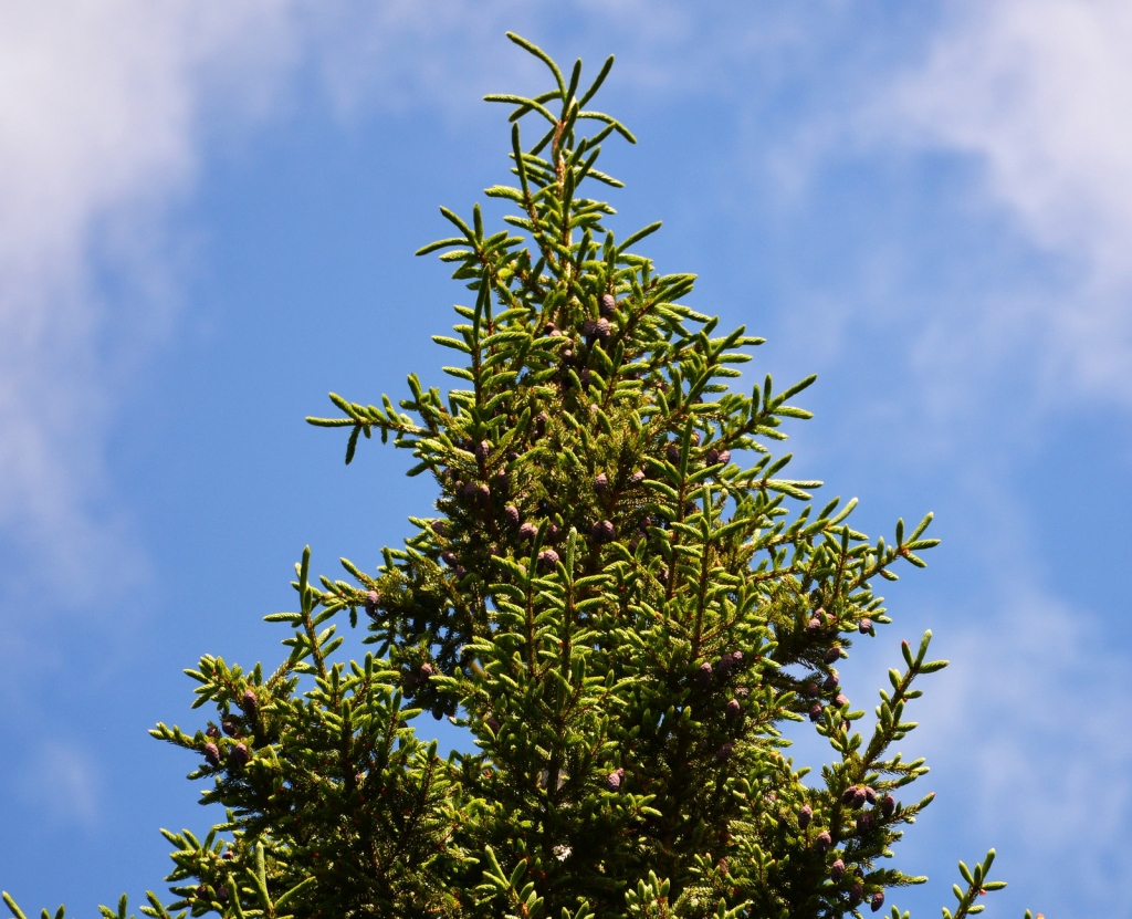 Picea rubens
