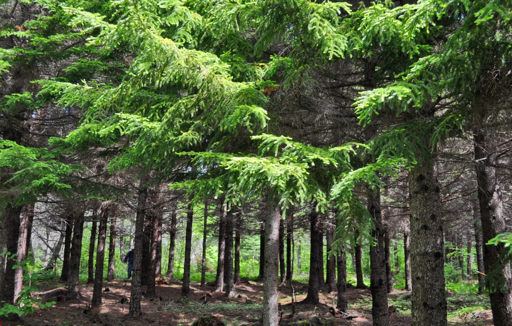 Picea rubens