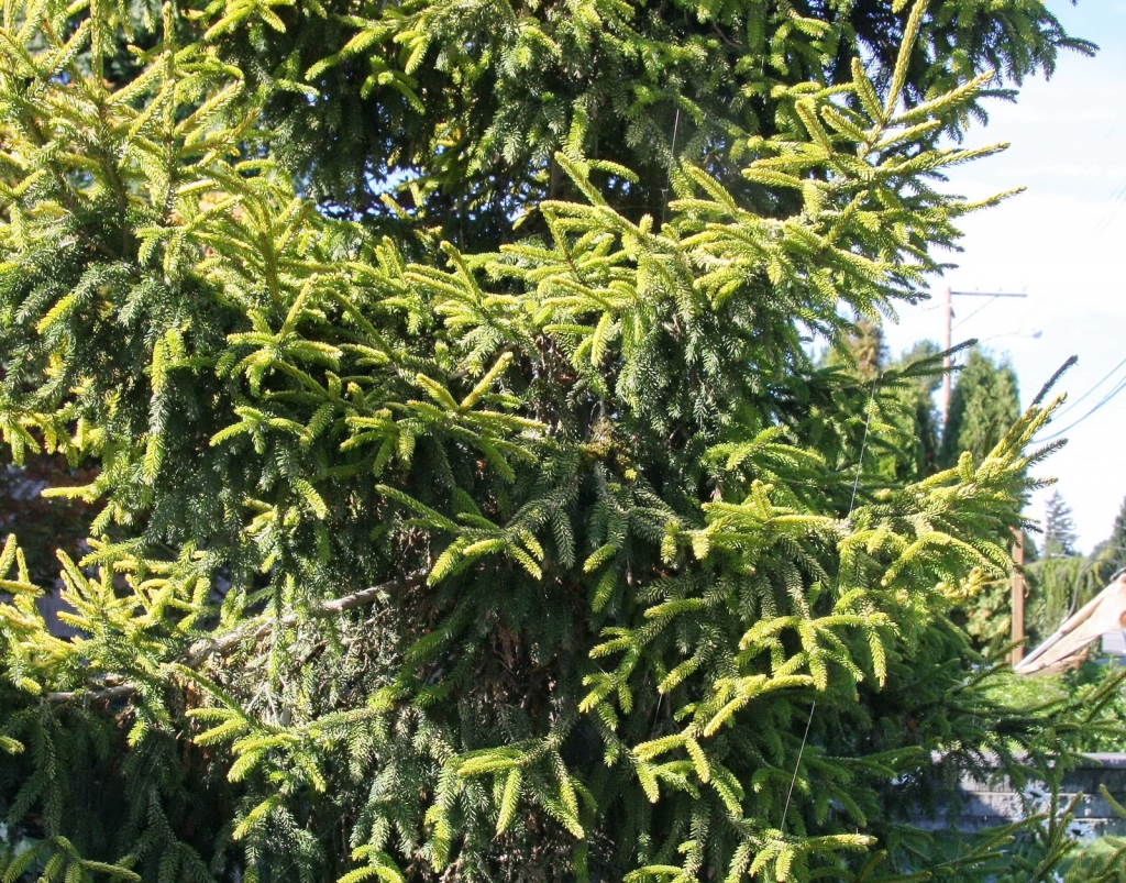 Picea rubens