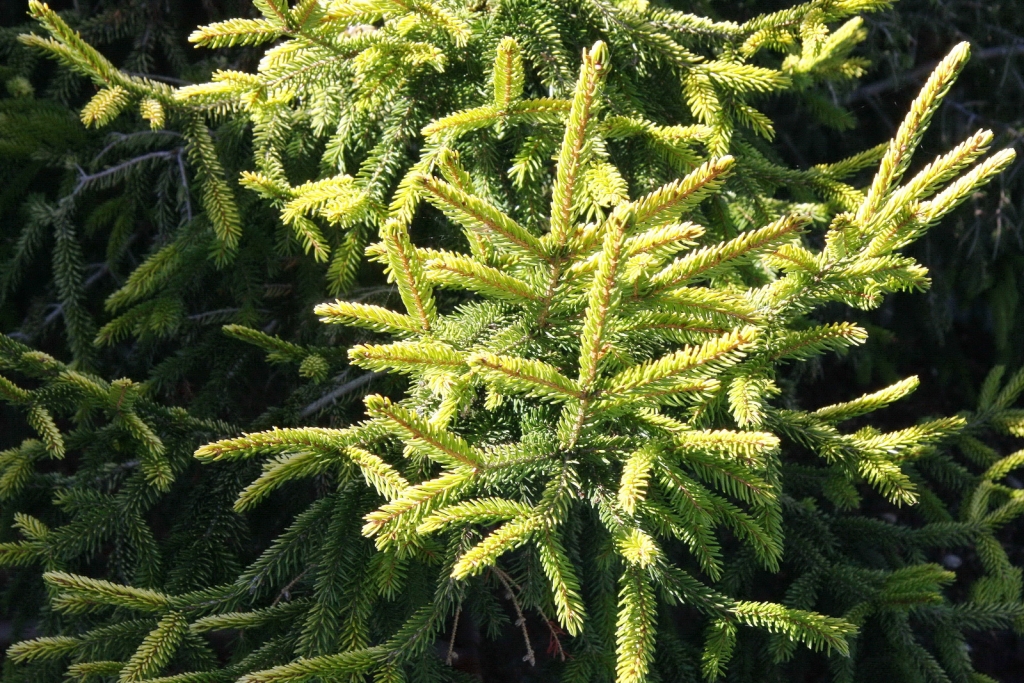 Picea rubens