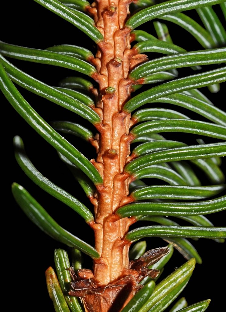 Picea rubens