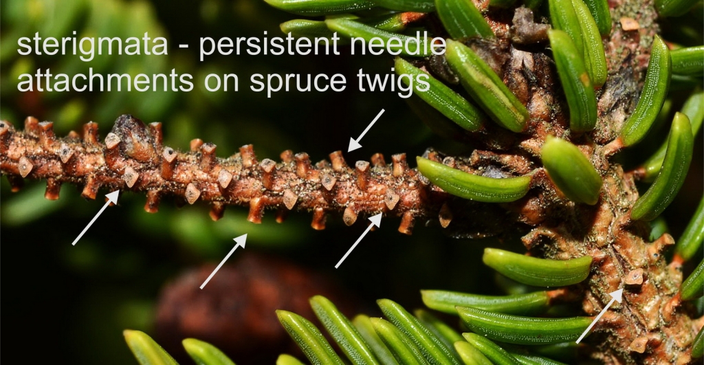 Picea rubens