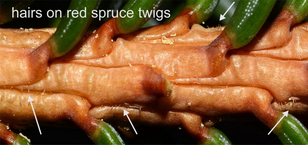 Picea rubens