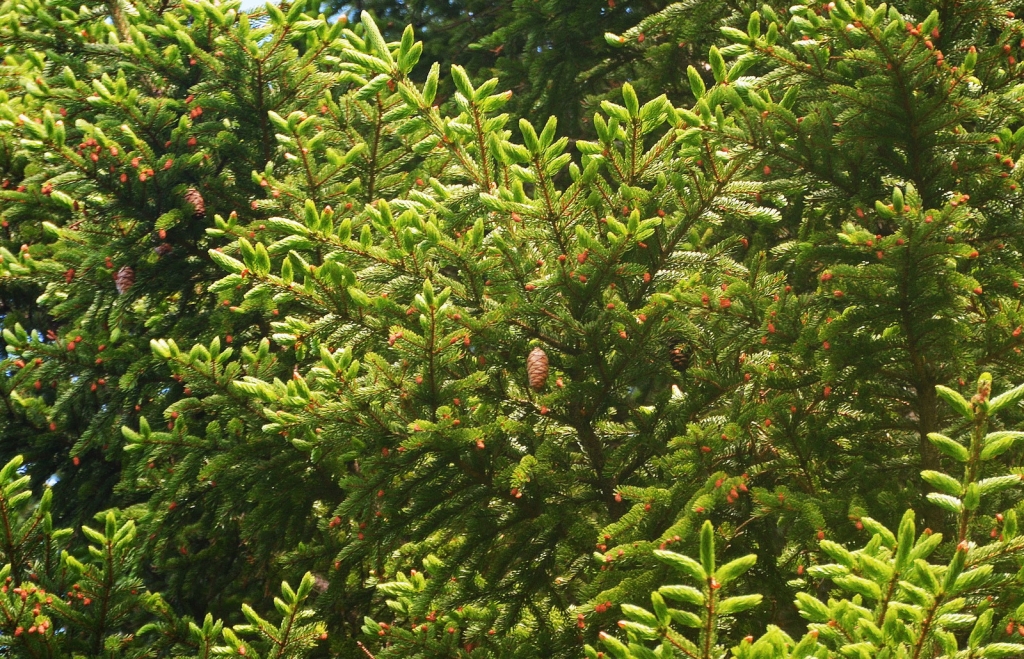 Picea rubens