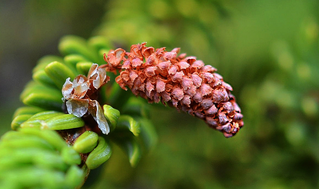 Picea rubens