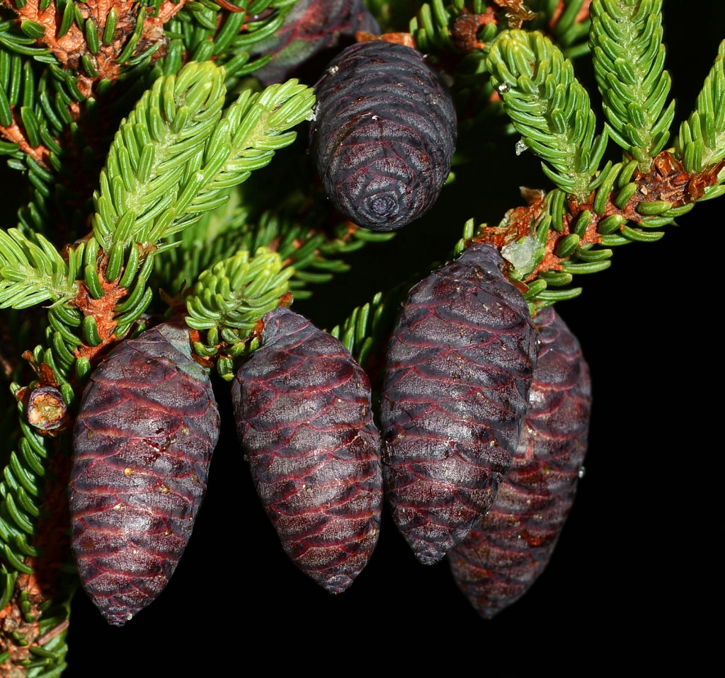 Picea rubens