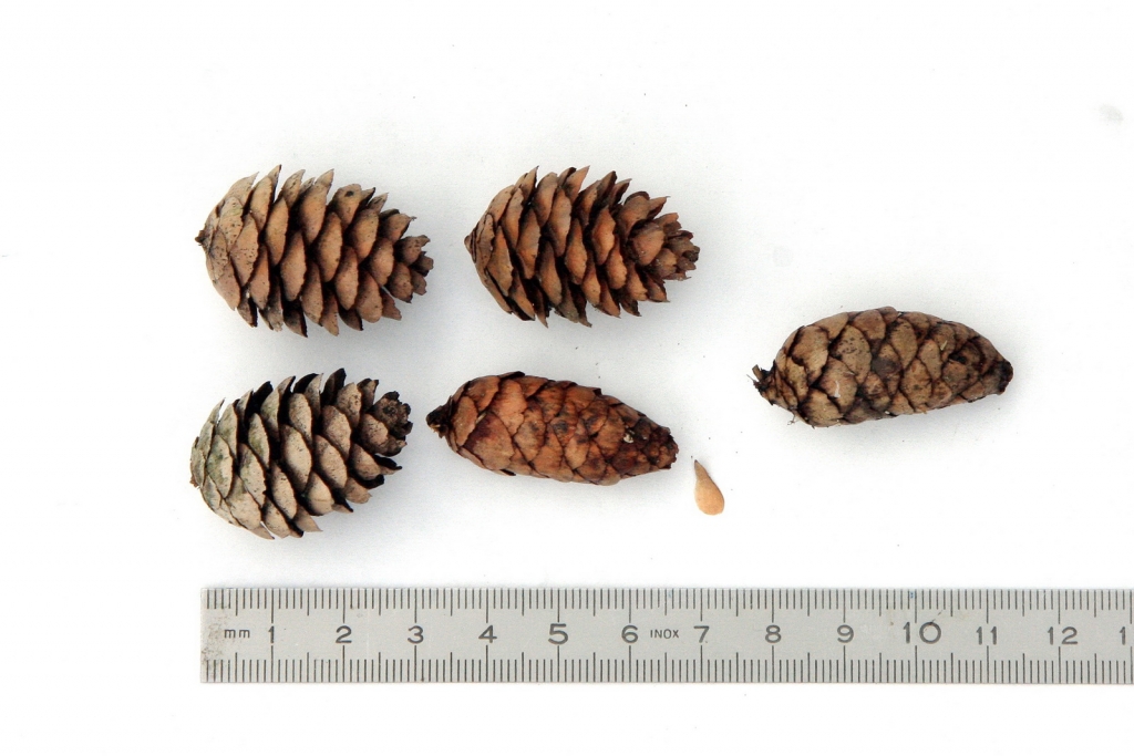 Picea rubens