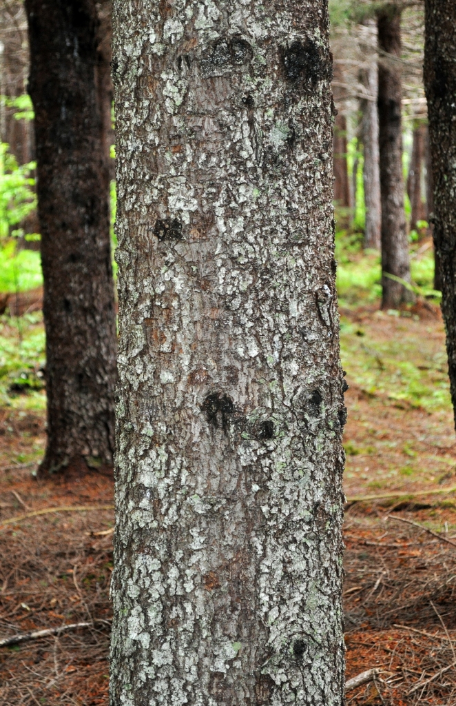 Picea rubens