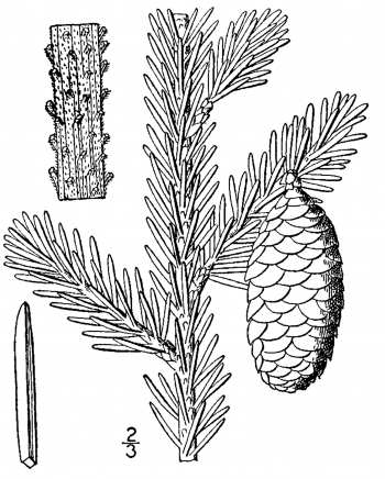 Picea rubens