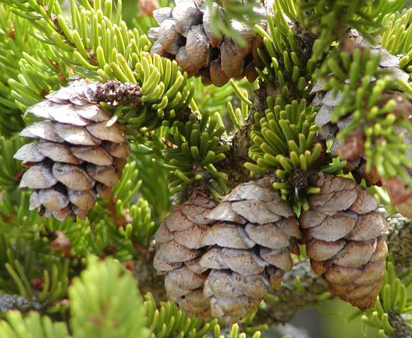 Picea rubens