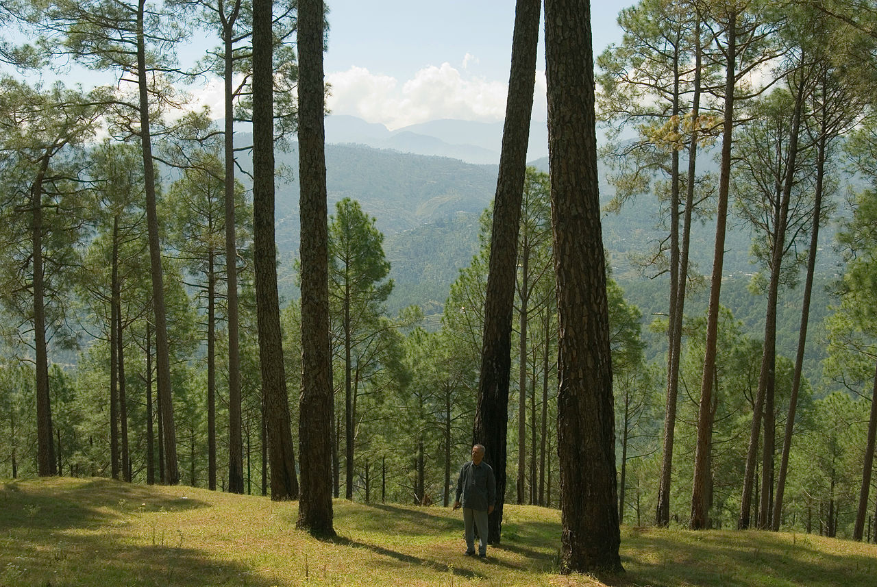 Pinus roxburghii
