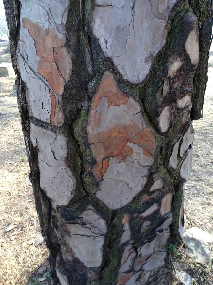 Pinus roxburghii
