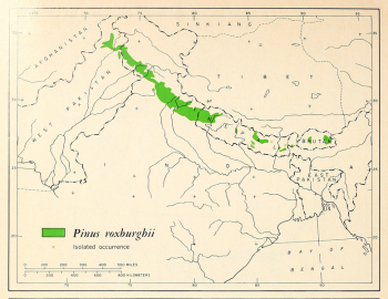 Pinus roxburghii