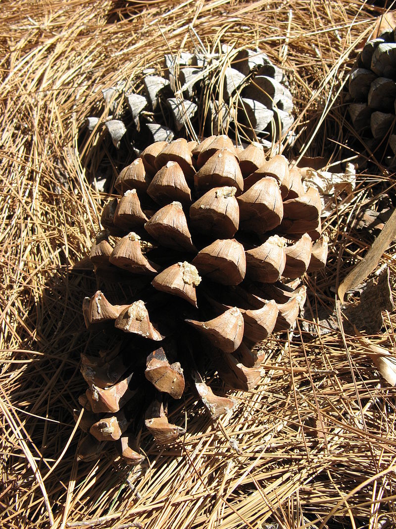 Pinus roxburghii