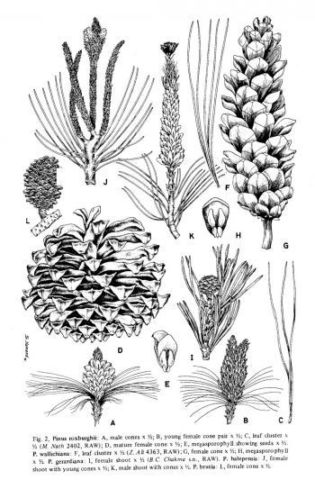 Pinus roxburghii