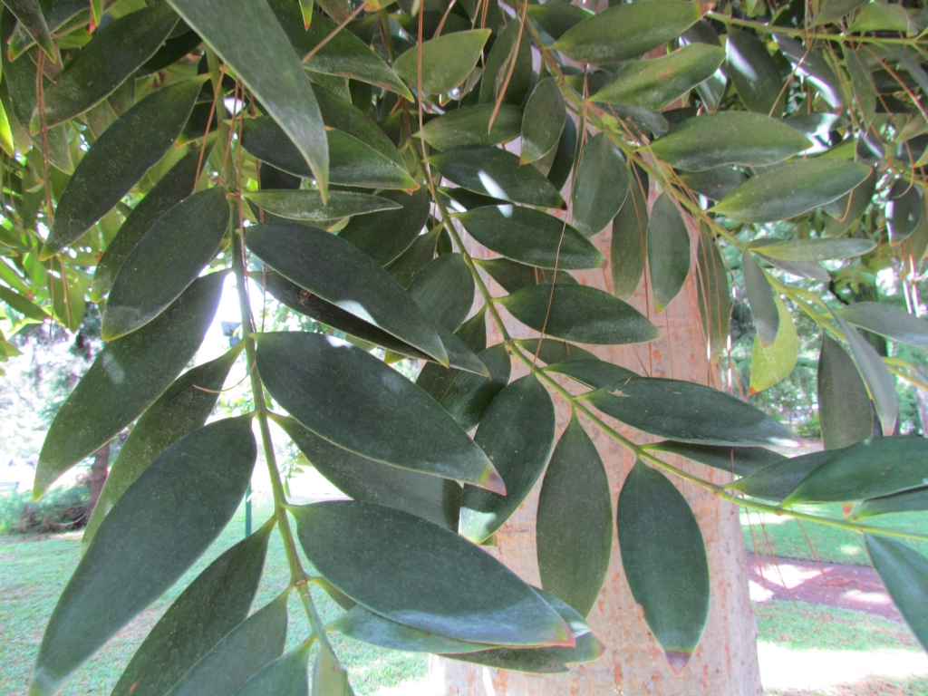 Agathis robusta