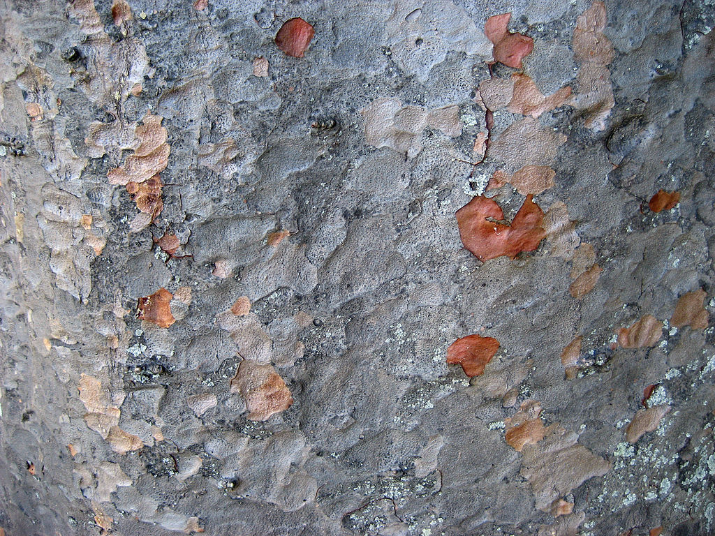 Agathis robusta