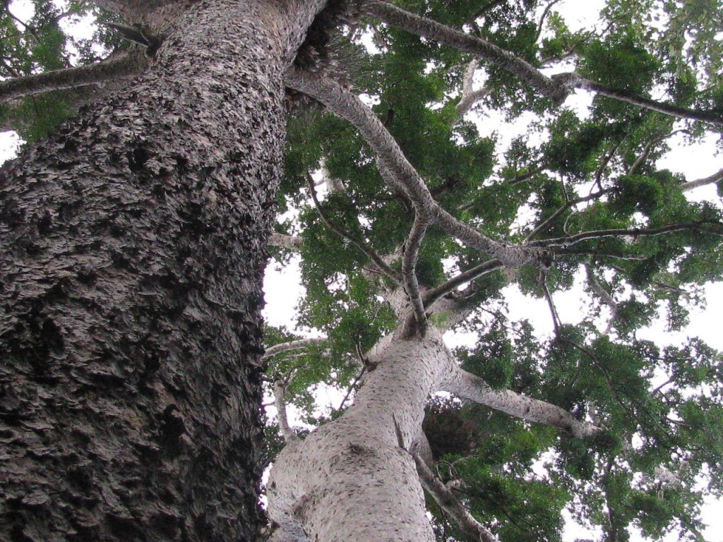 Agathis robusta