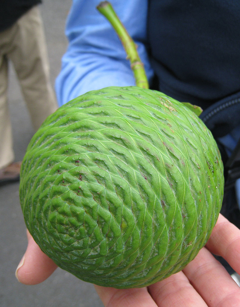 Agathis robusta