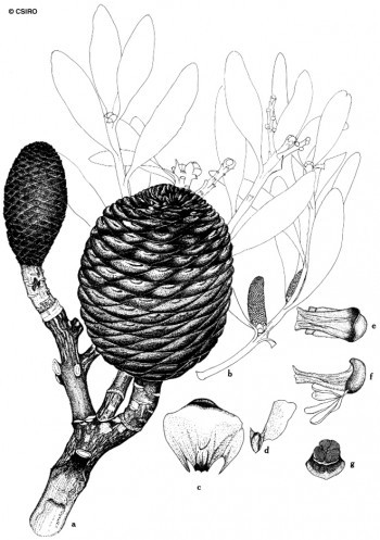 Agathis robusta