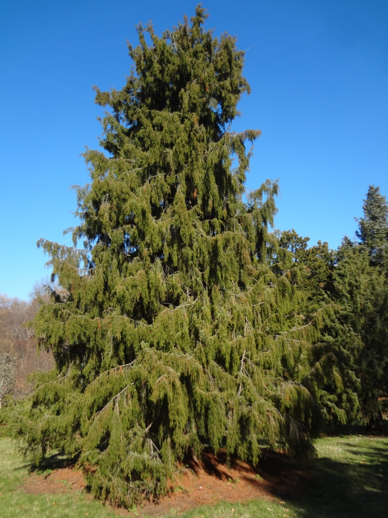 Juniperus rigida
