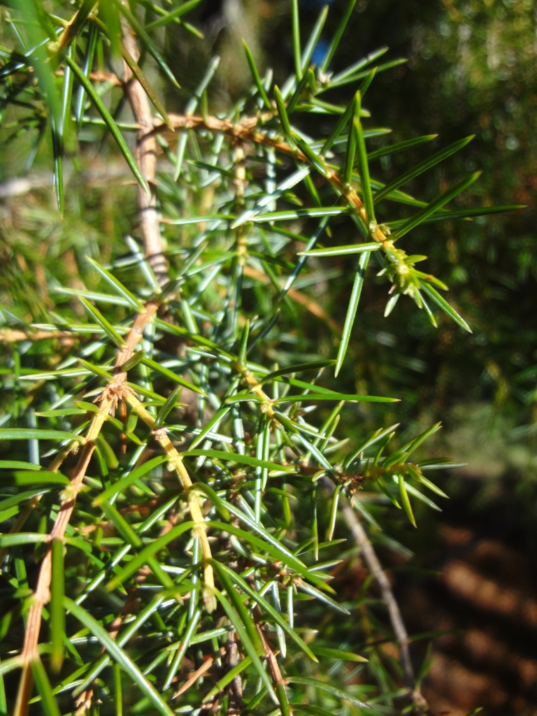 Juniperus rigida