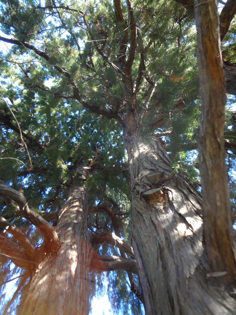 Juniperus rigida