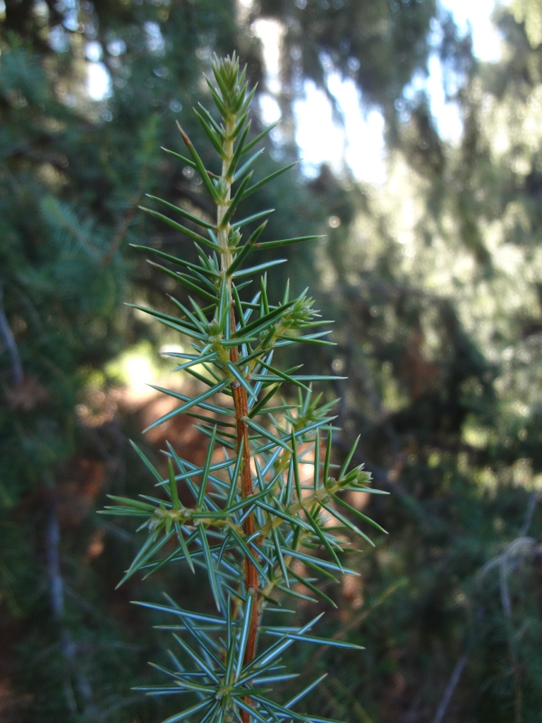 Juniperus rigida