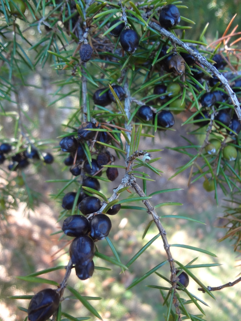 Juniperus rigida