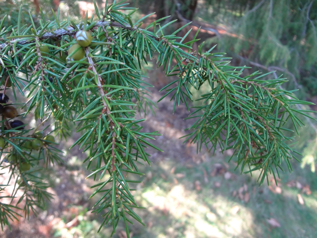 Juniperus rigida