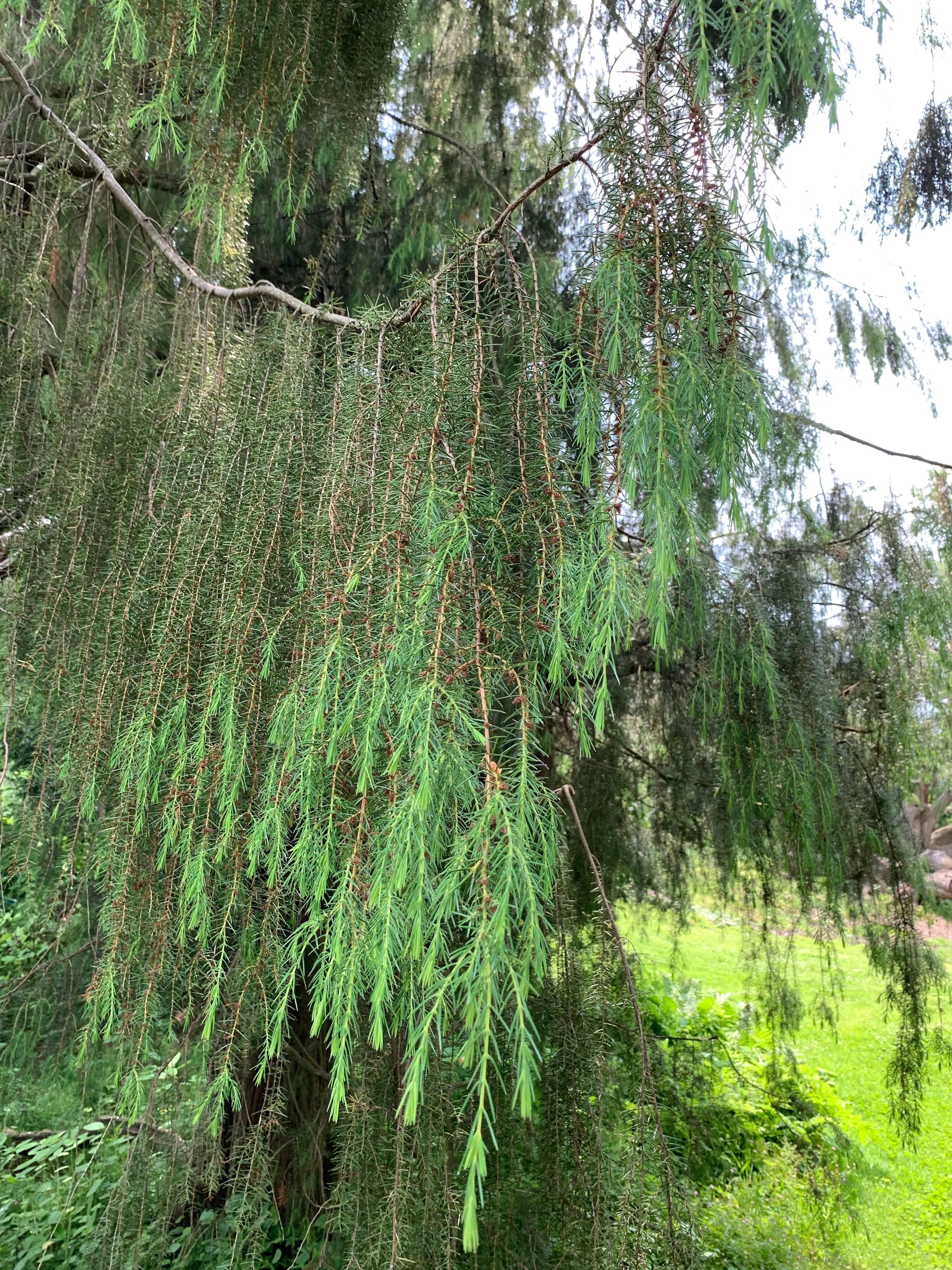 Juniperus rigida