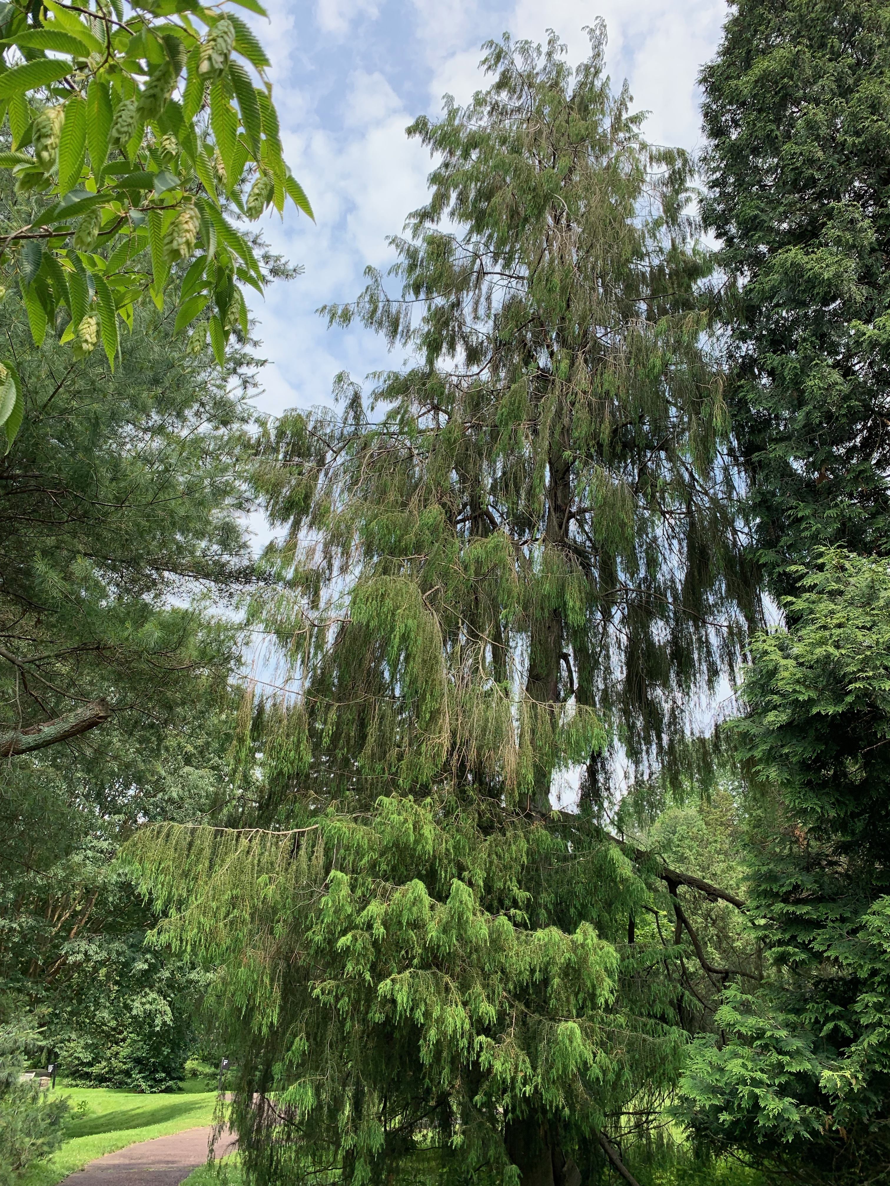 Juniperus rigida