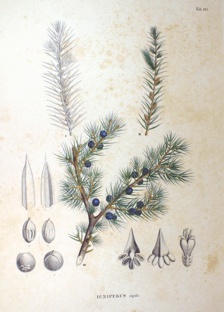 Juniperus rigida