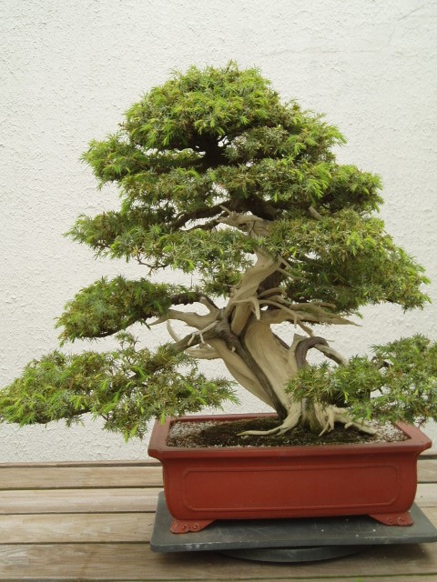 Juniperus rigida