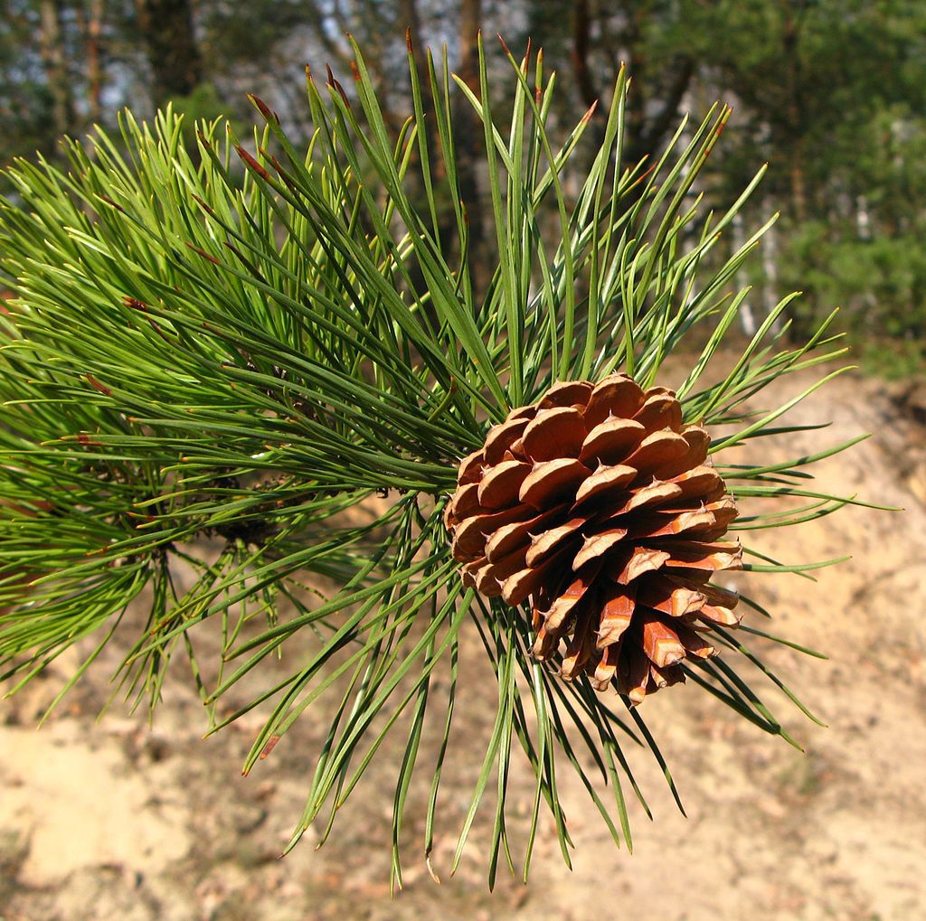 Pinus rigida