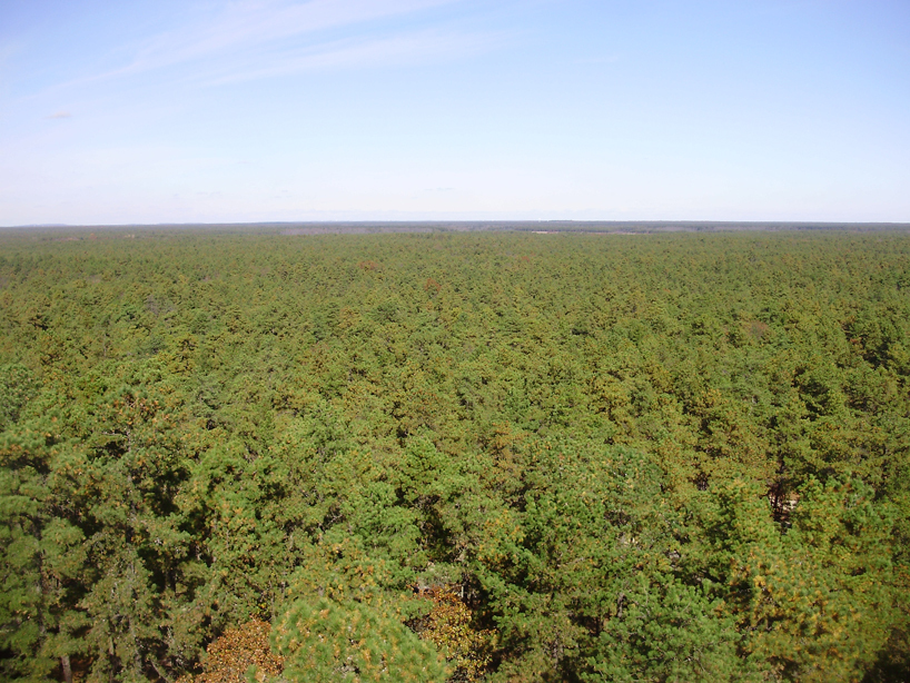 Pinus rigida
