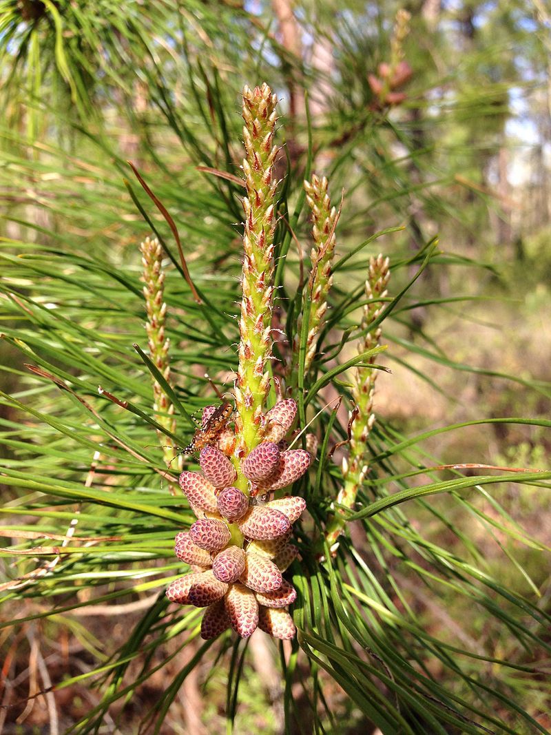 Pinus rigida