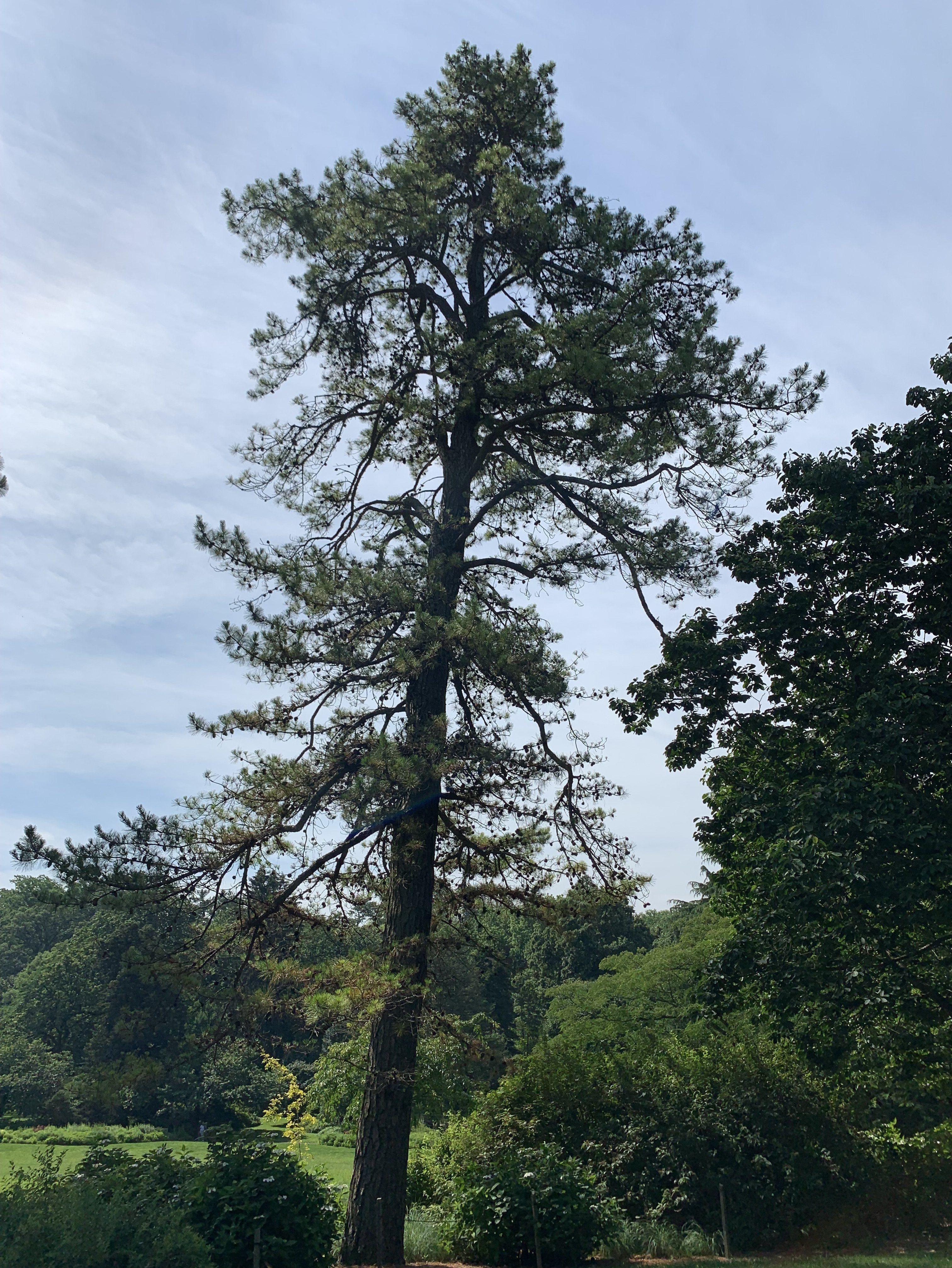 Pinus rigida