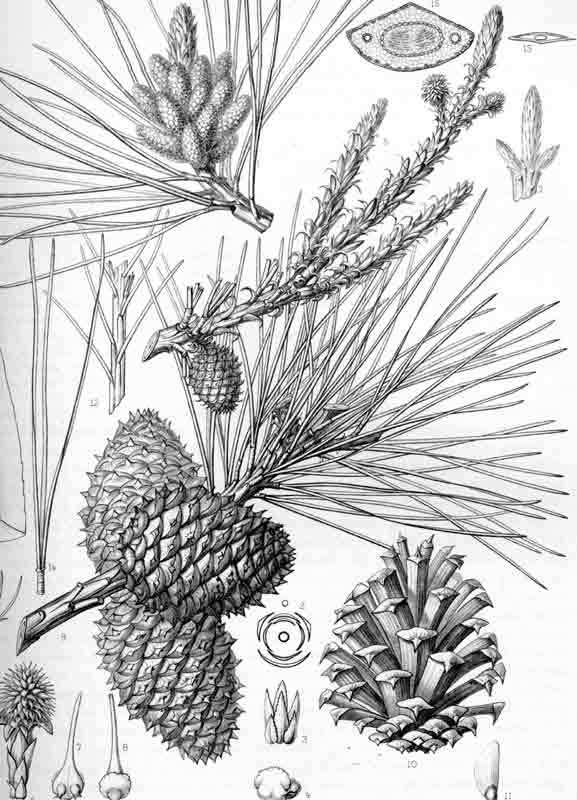 Pinus rigida