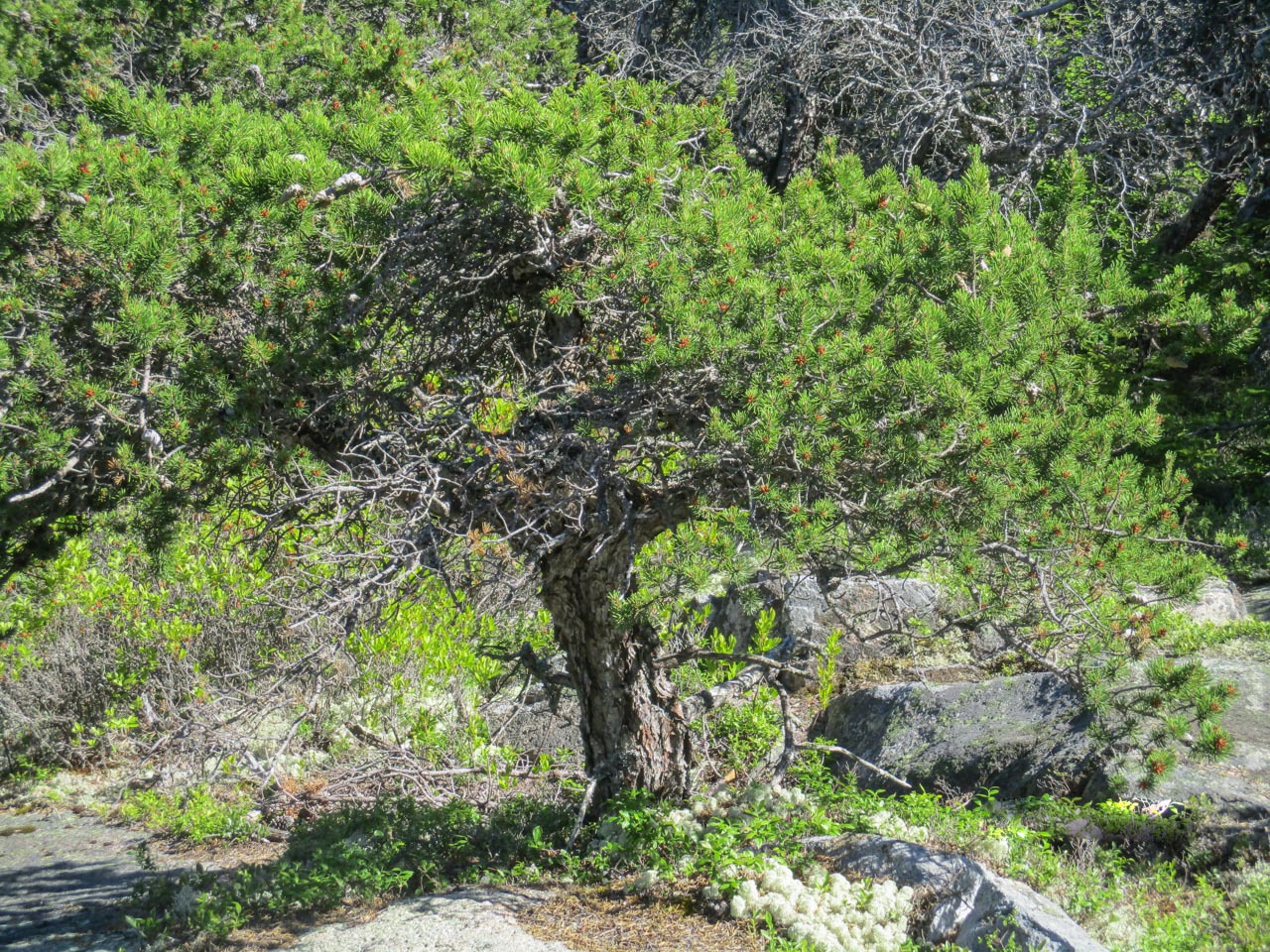 Pinus rigida