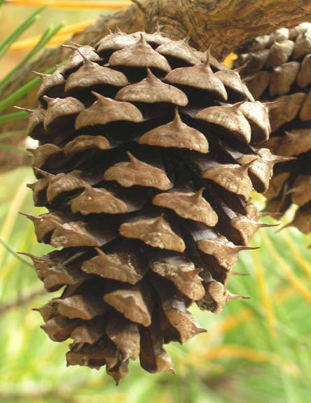 Pinus rigida