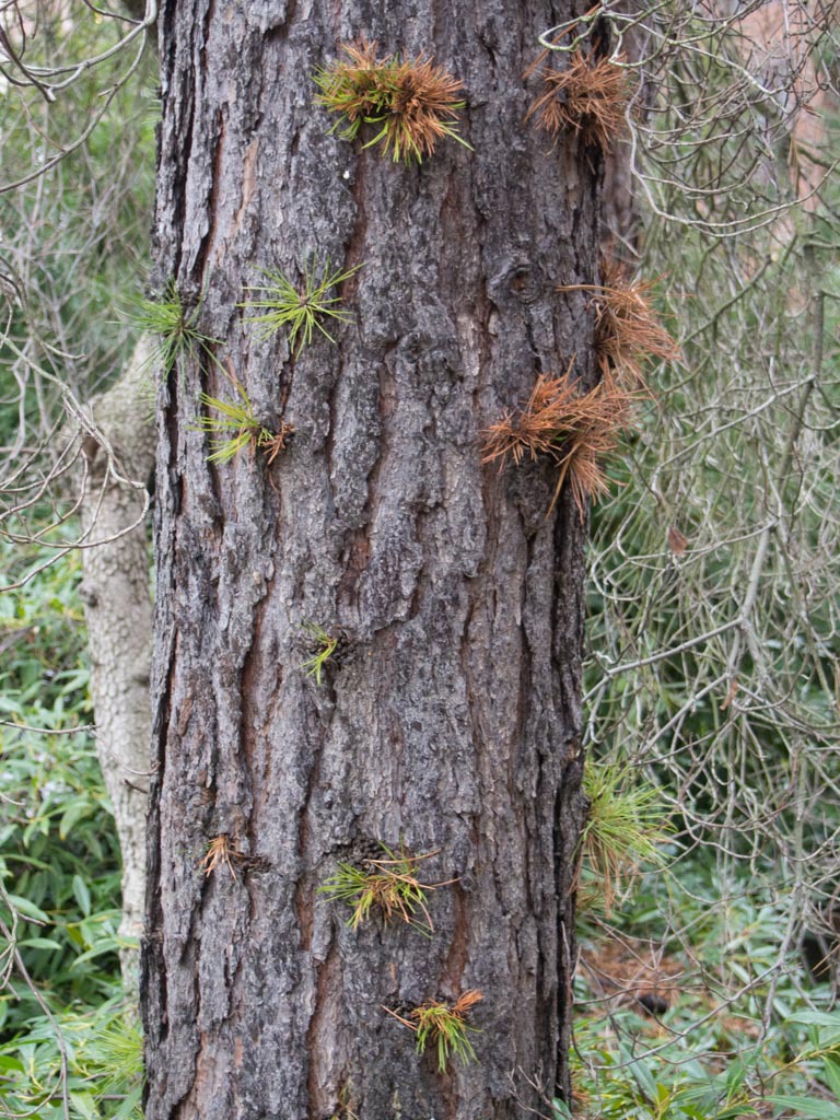 Pinus rigida