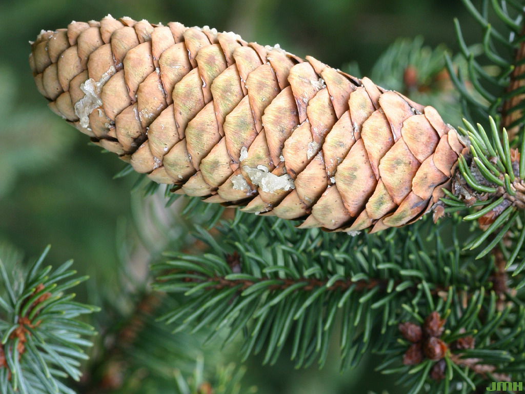 Picea retroflexa