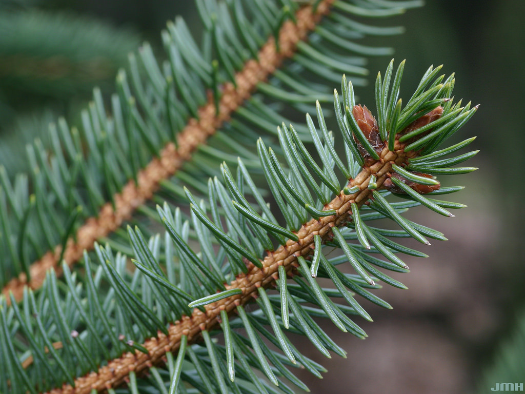 Picea retroflexa