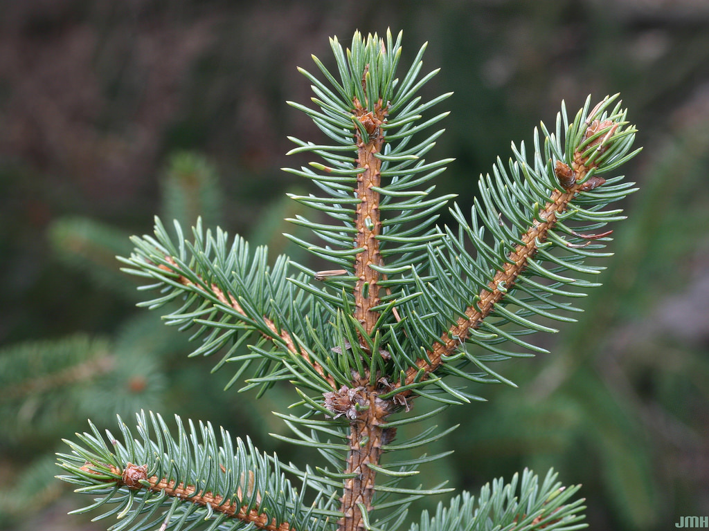 Picea retroflexa