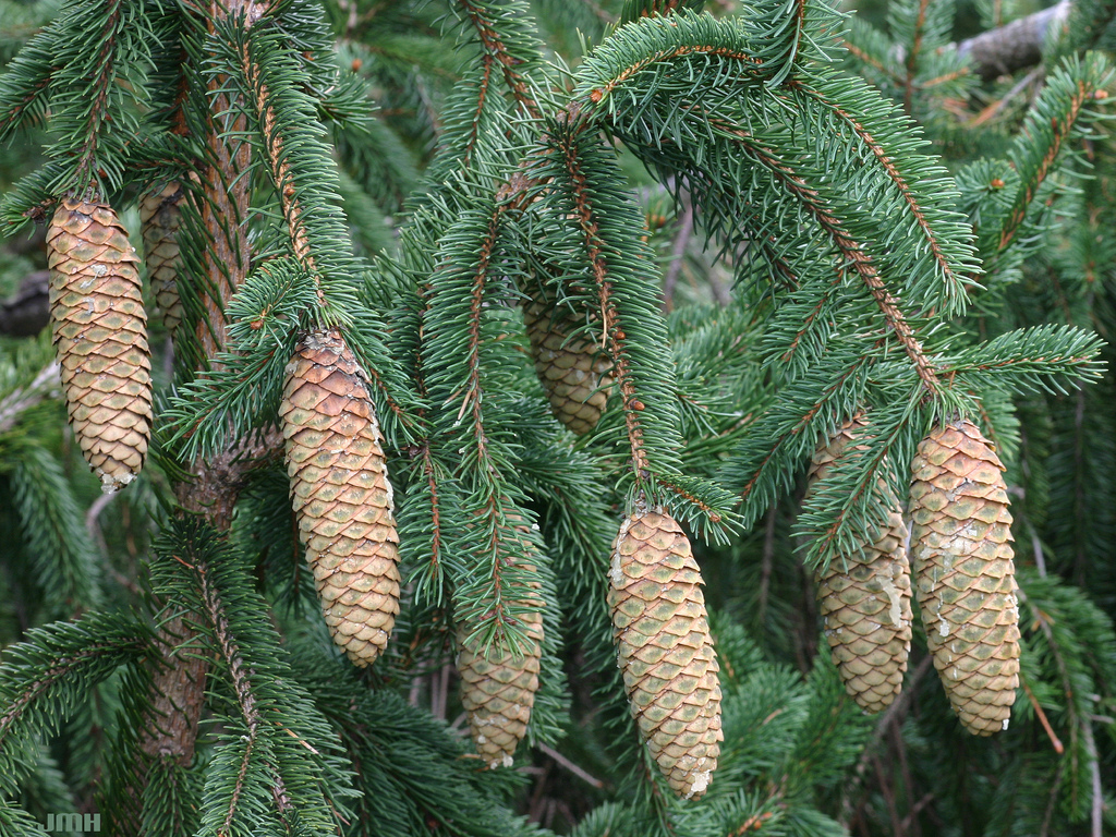 Picea retroflexa