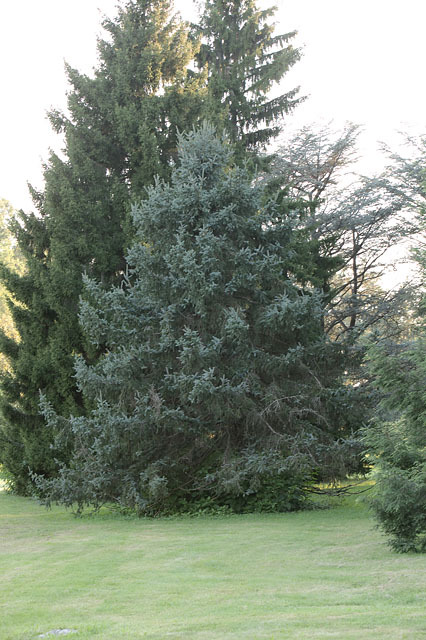 Picea retroflexa