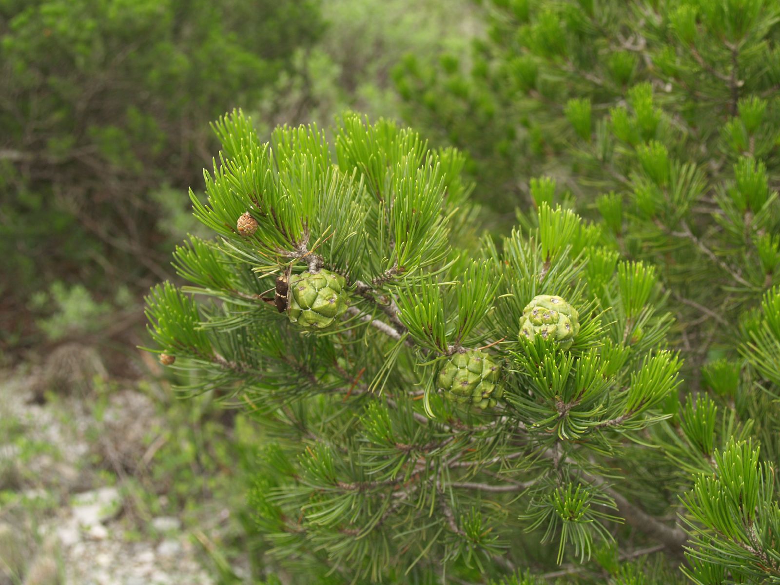 Pinus remota